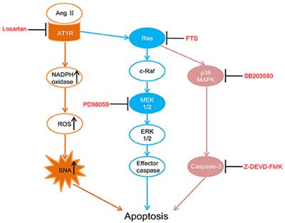 Increased Apoptosis in the Paraventricular Nucleus Mediated by AT1R/Ras/ERK1/2 Signaling Results in Sympathetic Hyperactivity and Renovascular Hypertension in Rats after Kidney Injury